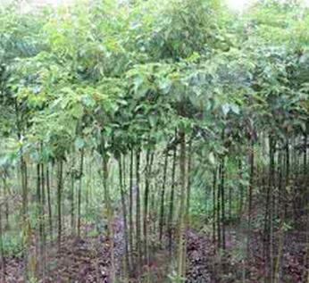 供甘肃兰州皋兰树苗和永登树种认准蓝森产品图片高清大图
