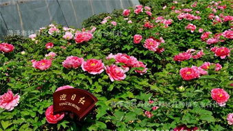 迎日红牡丹苗三年苗 观赏多层花瓣红色系牡丹花卉苗木产品,图片仅供