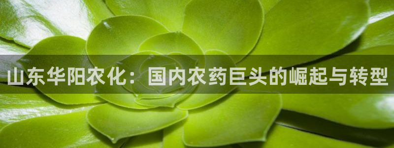 球盟会中国官方网站