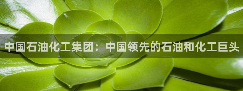 球盟会手机网页版：中国石油化工集团：中国领先的石油和化工巨头