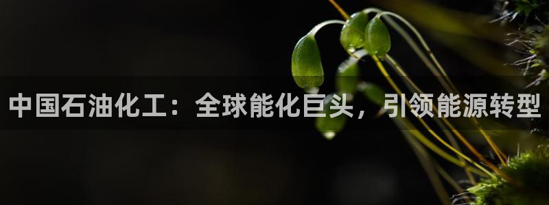 球盟会进不去吗