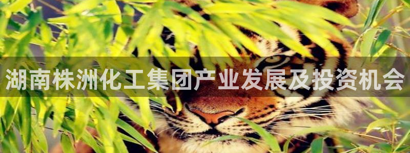 球盟会入口