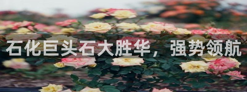 球盟会可以提现么现在：石化巨头石大胜华，强势领航