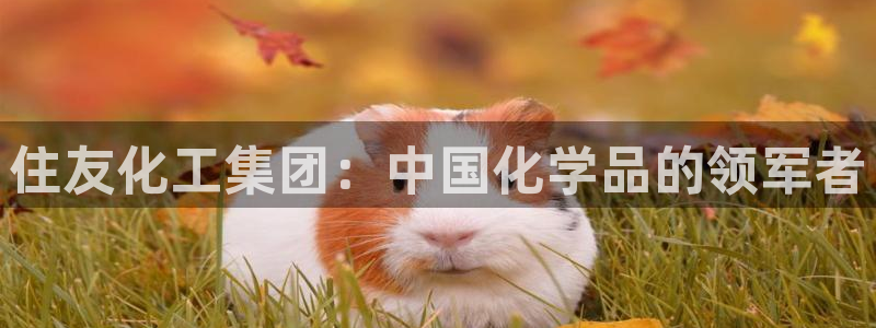 球盟会qmh登录地址